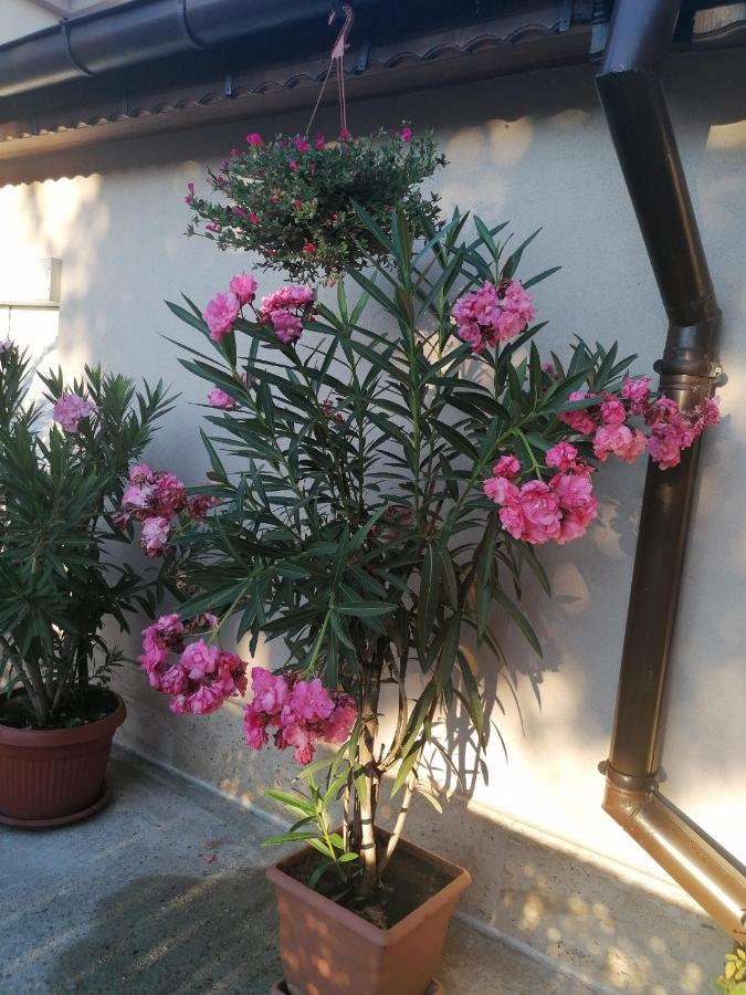 Villa Ros Guest House Svilengrad ภายนอก รูปภาพ