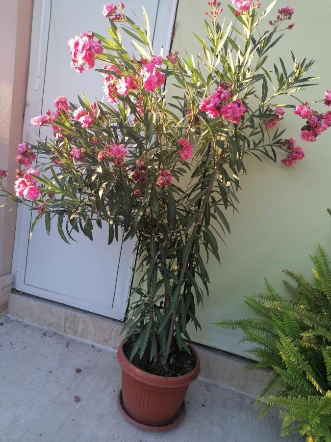 Villa Ros Guest House Svilengrad ภายนอก รูปภาพ